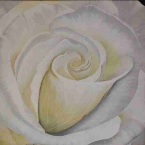 Rose4 is a White painted rose on a square canvas