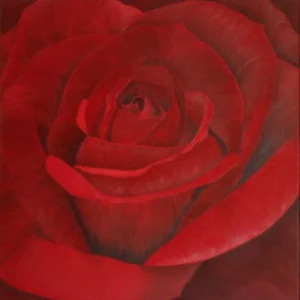 Red Rose-5 petals are velvety, soft, warm, & delicate, with a tender weight, exuding quiet strength.