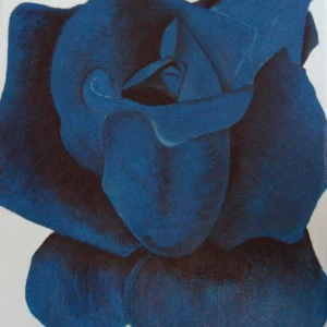 Blue rose-1 a rose with dark petals