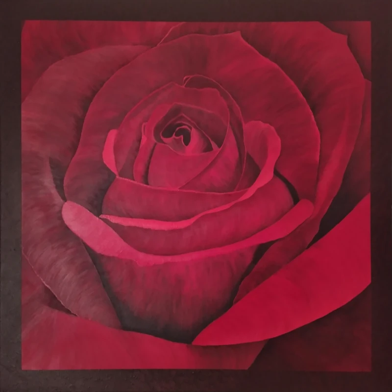 Red Rose with layered petals, shown in rich detail against a dark background.